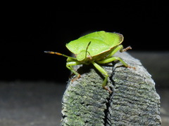 Palomena viridissima