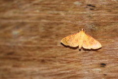 Prenesta scyllalis