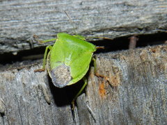 Palomena viridissima