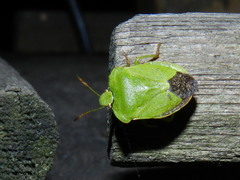 Palomena viridissima