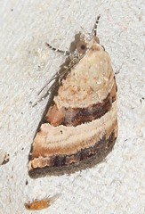 Pseudozarba bipartita