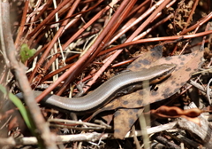 Acritoscincus platynotus