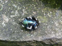 Tritomegas rotundipennis