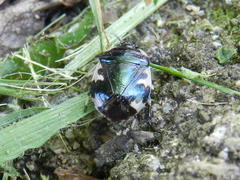Tritomegas rotundipennis