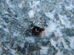 Tritomegas rotundipennis