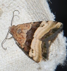 Pseudozarba bipartita