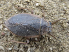Appasus japonicus