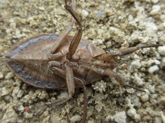 Appasus japonicus