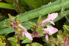 Odontites vernus