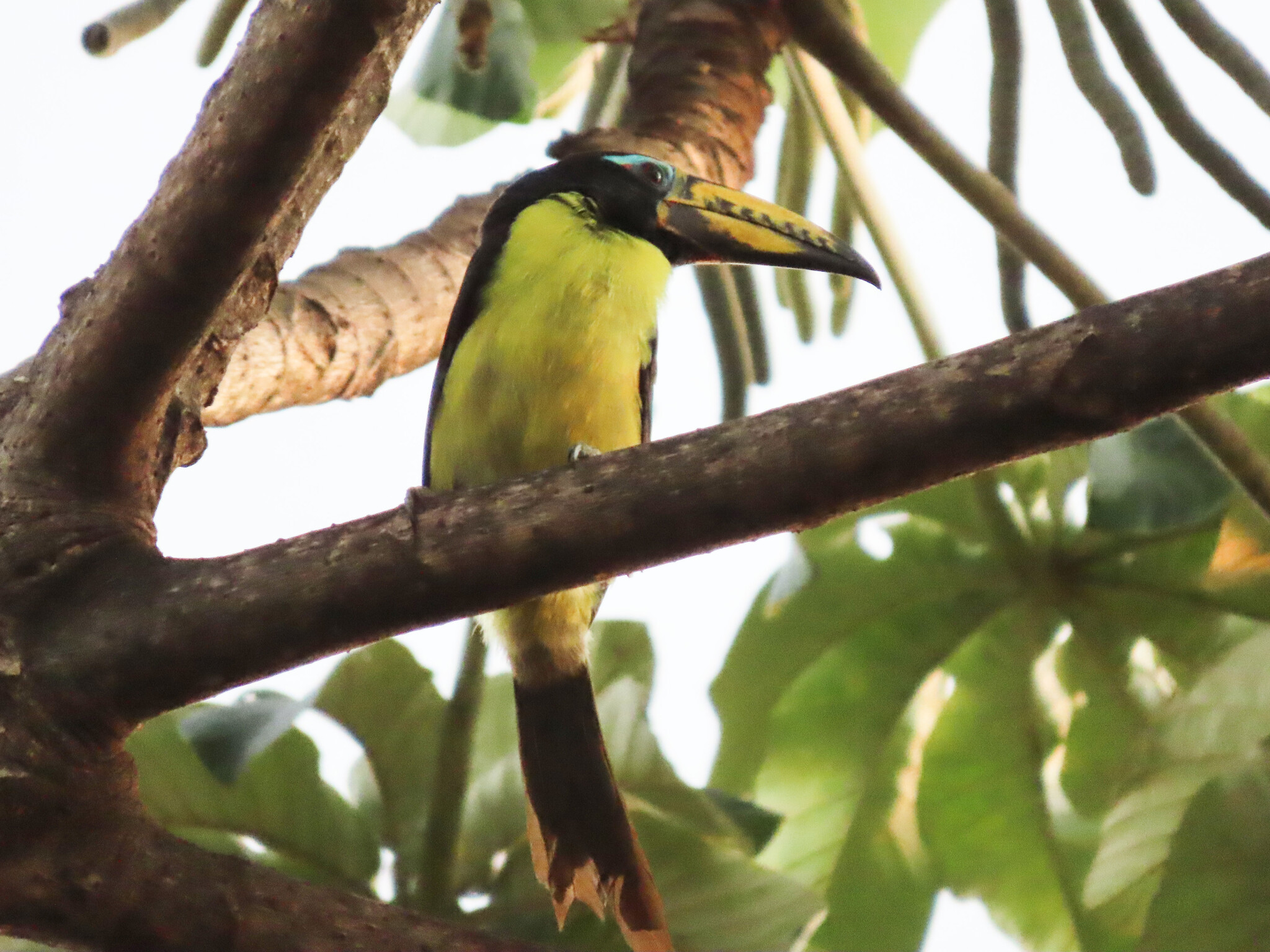 Lettered Aracari (Pteroglossus inscriptus), photo 10