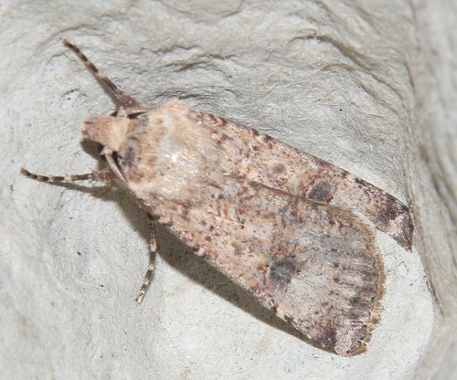 Crescent Dart