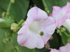 Nicotiana tabacum