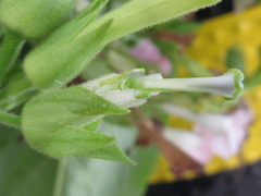Nicotiana tabacum