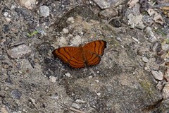 Pseudergolis wedah