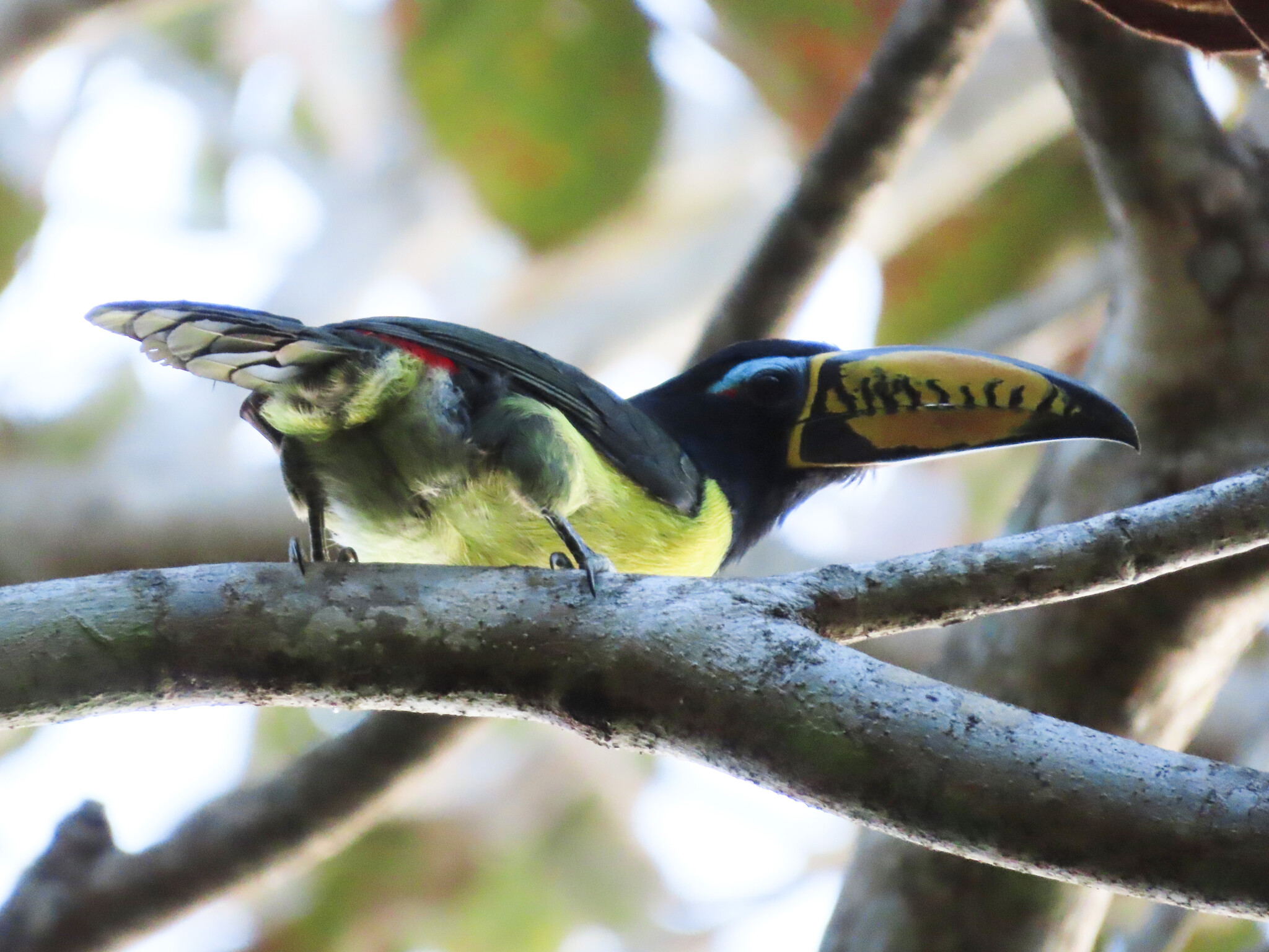 Lettered Aracari (Pteroglossus inscriptus), photo 9