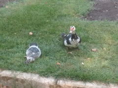 Cairina moschata domestica