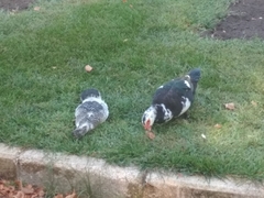 Cairina moschata domestica