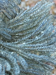 Virididentula dentata