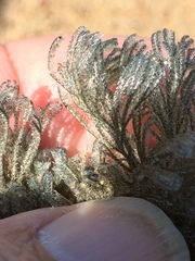 Virididentula dentata