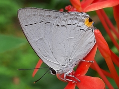 Tajuria cippus maxentius