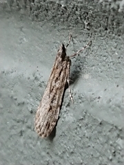Scoparia chalicodes
