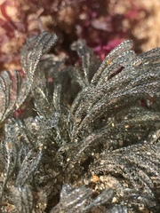 Virididentula dentata