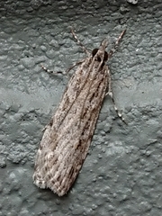 Scoparia chalicodes