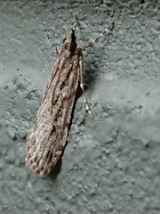 Scoparia chalicodes