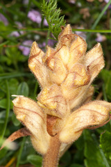 Orobanche alba