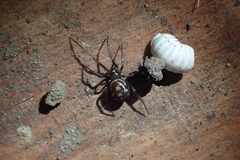 Steatoda grossa
