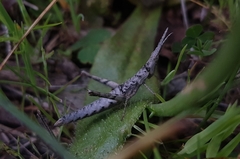 Vandiemenella viatica