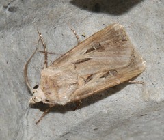Agrotis spinifera