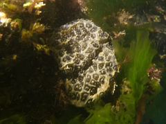 Aplidium lunacratum