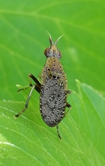 Euthycera cribrata