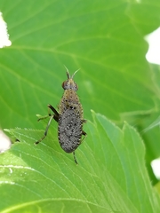 Euthycera cribrata