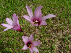 Zephyranthes brachyandra