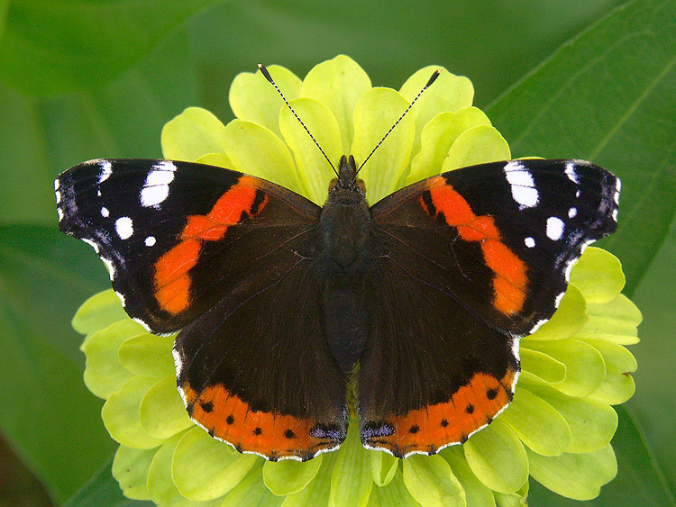 Red Admiral Butterfly Facts