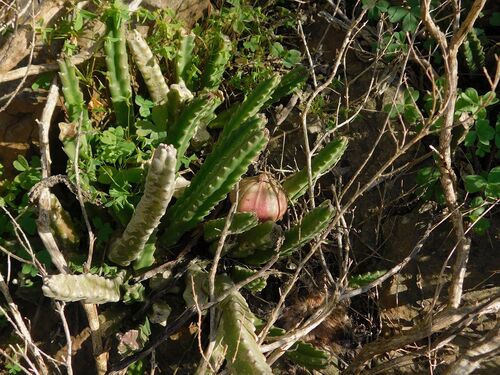 Ceropegia pulvinata