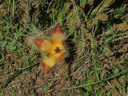 Ceropegia pulvinata