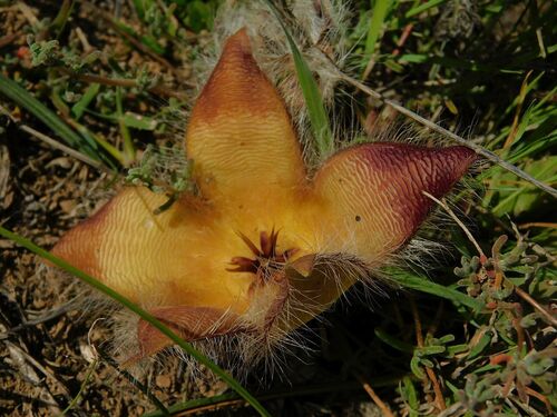 Ceropegia pulvinata