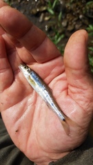 Erimystax dissimilis