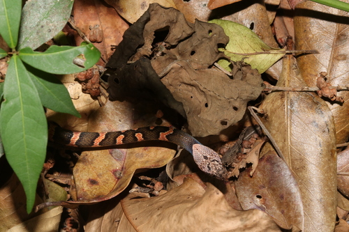 Rainforest Cat-eyed Snake