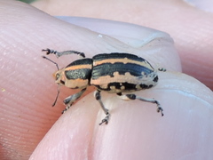 Eudiagogus rosenschoeldi