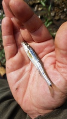 Erimystax dissimilis