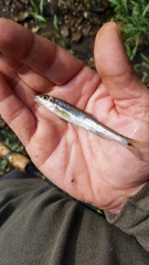 Erimystax dissimilis