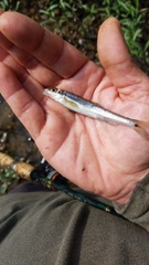 Erimystax dissimilis