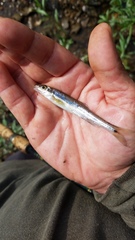 Erimystax dissimilis