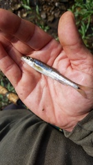 Erimystax dissimilis