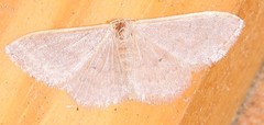 Idaea distinctaria