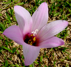 Zephyranthes brachyandra